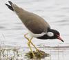 Red-wattled Lapwing (Vanellus indicus) - Wiki