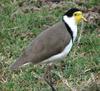 Masked Lapwing (Vanellus miles), Queensland, Australia.