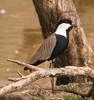 Spur-winged Plover (Vanellus spinosus) - Wiki