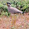 Yellow-wattled Lapwing (Vanellus malabaricus) - Wiki