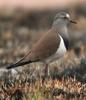 Black-winged Lapwing (Vanellus melanopterus) - Wiki