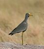 Senegal Wattled Plover (Vanellus senegallus) - Wiki