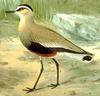 Sociable Lapwing (Vanellus gregarius) - Wiki