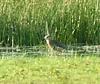 White-tailed Lapwing (Vanellus leucurus) - Wiki