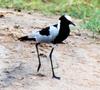 Pied Lapwing (Vanellus cayanus) - Wiki