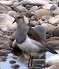 Andean Lapwing (Vanellus resplendens) - Wiki