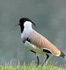 River Lapwing (Vanellus duvaucelii) - Wiki