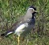 Spot-breasted Lapwing (Vanellus melanocephalus) - Wiki