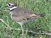 Plover (Family: Charadriidae, Subfamily: Charadriinae) - Wiki