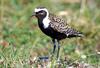 American Golden Plover (Pluvialis dominica) - Wiki