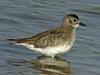 Grey Plover (Pluvialis squatarola) adult in winter plumage