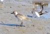 Grey Plover (Pluvialis squatarola) in first-winter plumage