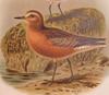 New Zealand Dotterel (Charadrius obscurus) - Wiki