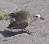 New Zealand Dotterel (Charadrius obscurus)