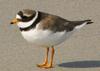 Ringed Plover (Charadrius hiaticula) - Wiki