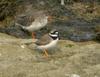 Ringed Plover (Charadrius hiaticula) with redshank