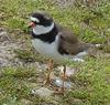 Semipalmated Plover (Charadrius semipalmatus) in breeding plumage