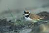 Little Ringed Plover (Charadrius dubius) - Wiki