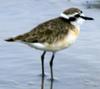 Kittlitz's Plover (Charadrius pecuarius) - Wiki