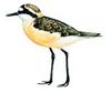 St Helena Plover (Charadrius sanctaehelenae) - Wiki