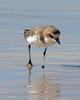 Red-capped Plover (Charadrius ruficapillus) - Wiki