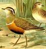 Eurasian Dotterel (Charadrius morinellus) - Wiki