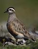 Eurasian Dotterel (Charadrius morinellus) male