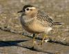 Eurasian Dotterel (Charadrius morinellus) juvenile