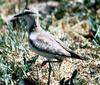 Mountain Plover (Charadrius montanus) - Wiki