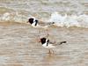 Hooded Plover (Thinornis rubricollis) - Wiki