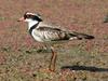 Black-fronted Dotterel (Elseyornis melanops) - Wiki