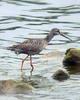 Spotted Redshank (Tringa erythropus) - Wiki