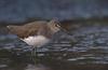 Green Sandpiper (Tringa ochropus) - Wiki