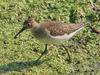 Solitary Sandpiper (Tringa solitaria) - Wiki