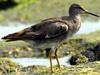 Wandering Tattler (Tringa incana) - Wiki