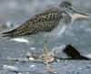 Greater Yellowlegs (Tringa melanoleuca) - Wiki