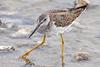 Lesser Yellowlegs (Tringa flavipes) - Wiki