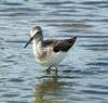 Common Greenshank (Tringa nebularia) - Wiki