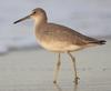 Willet (Tringa semipalmata) - Wiki