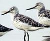 Spotted Greenshank (Tringa guttifer) - Wiki