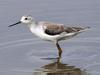 Marsh Sandpiper (Tringa stagnatilis) - Wiki