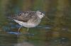 Wood Sandpiper (Tringa glareola) - Wiki