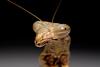 Praying Mantis (Order: Mantodea) - Wiki