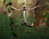 Large Brown Mantid (Archimantis latistyla) - A praying mantis in defense pose