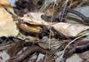 Dead Leaf Mantis (Deroplatys desiccata) camouflage