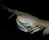 Mantis Shrimp (Squilla mantis) - Wiki