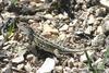 Lesser Earless Lizard (Holbrookia maculata) - Wiki