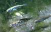 Stickleback (Family: Gasterosteidae) - Wiki