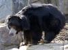 Sloth Bear (Melursus ursinus) - Wiki