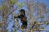 Sloth Bear (Melursus ursinus), Sri Lanka